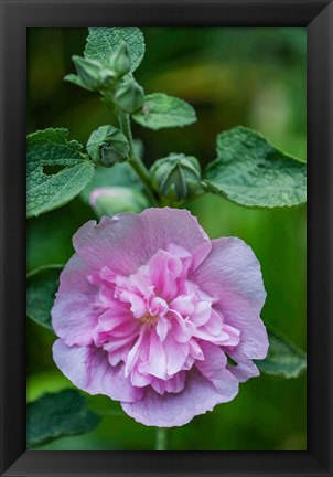 Framed Pink Hollyhock Print