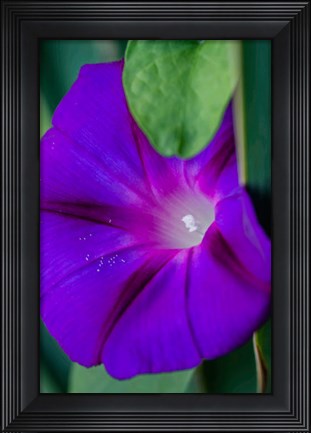 Framed Purple Morning Glory Print