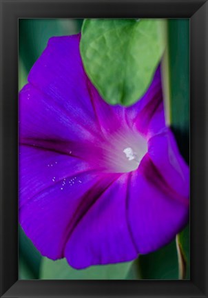 Framed Purple Morning Glory Print