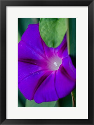 Framed Purple Morning Glory Print