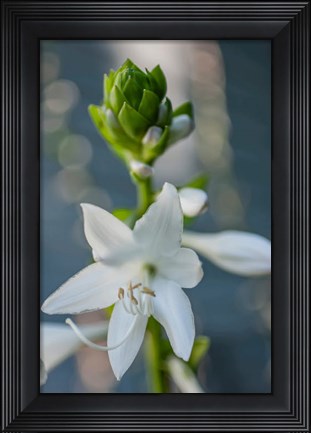 Framed Hosta Bloom Print