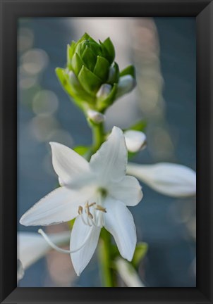 Framed Hosta Bloom Print
