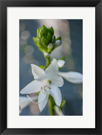 Framed Hosta Bloom Print