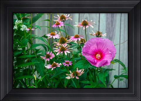 Framed Summer Garden Flowers 1 Print
