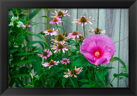 Framed Summer Garden Flowers 1 Print