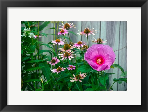 Framed Summer Garden Flowers 1 Print