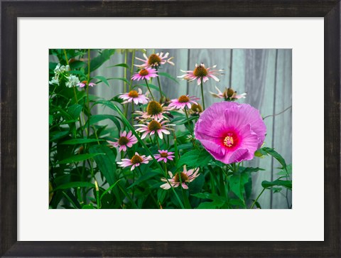 Framed Summer Garden Flowers 1 Print