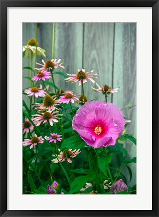 Framed Summer Garden Flowers 2 Print