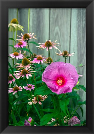 Framed Summer Garden Flowers 2 Print