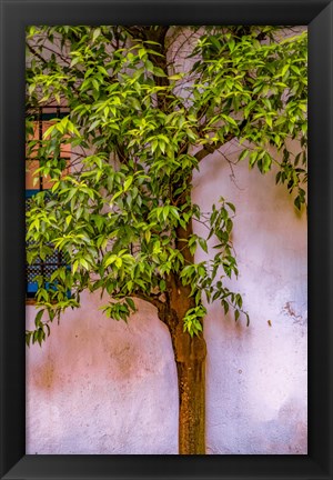 Framed Tree And Wall Print