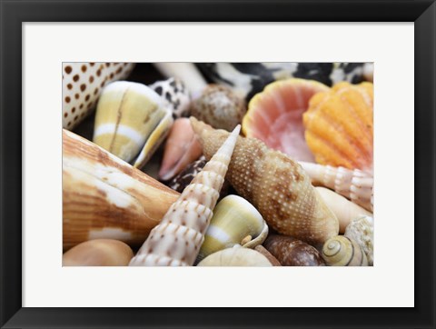 Framed Tropical Shell Still-Life 1 Print