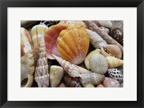 Framed Tropical Shell Still-Life 3 Print