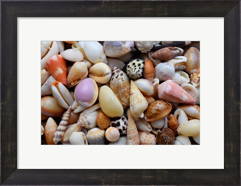 Framed Tropical Shell Still-Life 4 Print