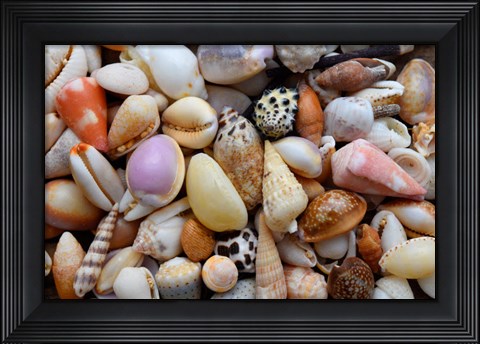 Framed Tropical Shell Still-Life 4 Print