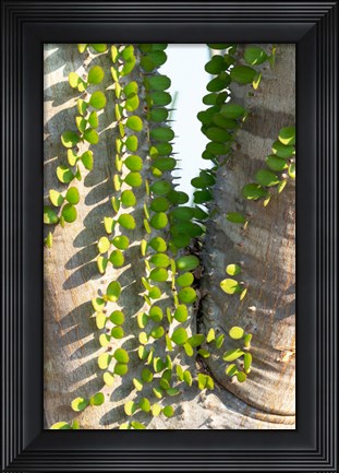 Framed Madagascar Spiny Forest, Anosy - Ocotillo Plants With Leaves Sprouting From Their Trunks Print
