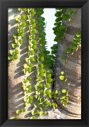 Framed Madagascar Spiny Forest, Anosy - Ocotillo Plants With Leaves Sprouting From Their Trunks Print