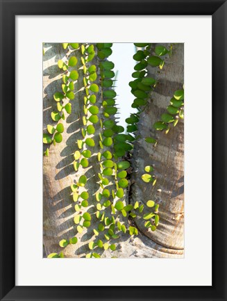 Framed Madagascar Spiny Forest, Anosy - Ocotillo Plants With Leaves Sprouting From Their Trunks Print