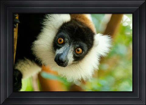 Framed Madagascar, Lake Ampitabe, Headshot Of The Showy Black-And-White Ruffed Lemur Print