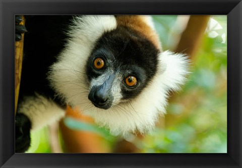 Framed Madagascar, Lake Ampitabe, Headshot Of The Showy Black-And-White Ruffed Lemur Print