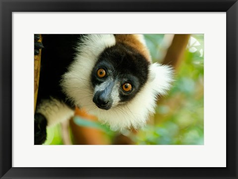 Framed Madagascar, Lake Ampitabe, Headshot Of The Showy Black-And-White Ruffed Lemur Print