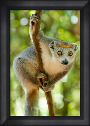 Framed Madagascar, Lake Ampitabe, Female Crowned Lemur Has A Gray Head And Body With A Rufous Crown Print