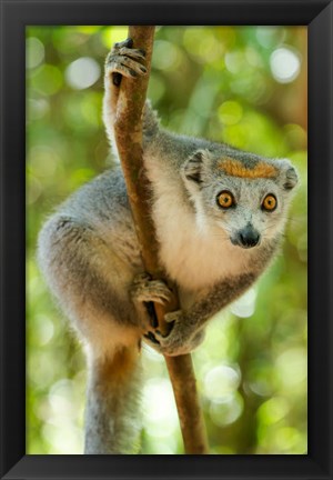 Framed Madagascar, Lake Ampitabe, Female Crowned Lemur Has A Gray Head And Body With A Rufous Crown Print