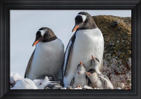 Framed Antarctica, Antarctic Peninsula, Brown Bluff Gentoo Penguin With Three Chicks Print