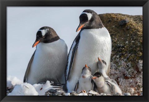 Framed Antarctica, Antarctic Peninsula, Brown Bluff Gentoo Penguin With Three Chicks Print