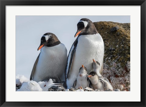 Framed Antarctica, Antarctic Peninsula, Brown Bluff Gentoo Penguin With Three Chicks Print