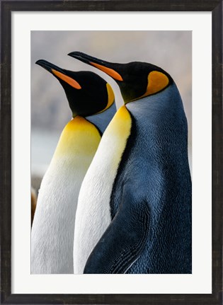 Framed South Georgia Island, St Andrews Bay King Penguins Print