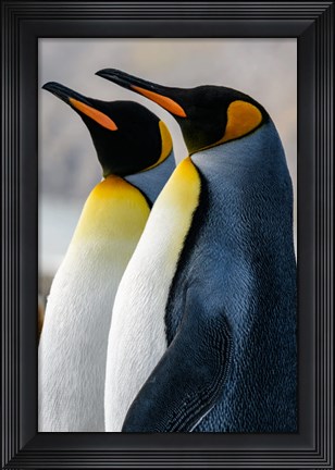 Framed South Georgia Island, St Andrews Bay King Penguins Print