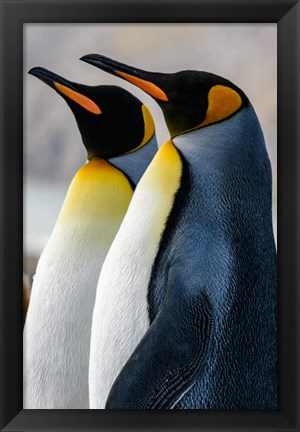 Framed South Georgia Island, St Andrews Bay King Penguins Print