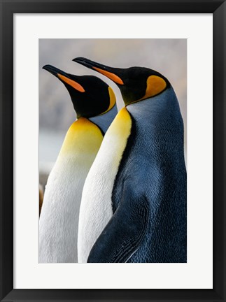 Framed South Georgia Island, St Andrews Bay King Penguins Print