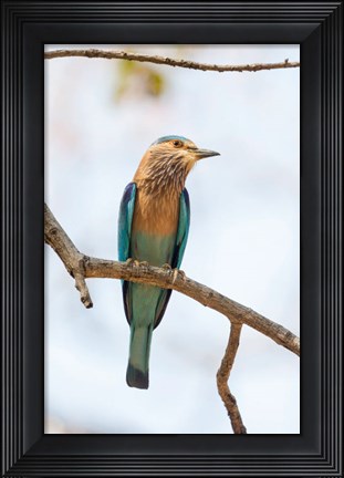 Framed India, Madhya Pradesh, Bandhavgarh National Park An Indian Roller Posing On A Tree Branch Print