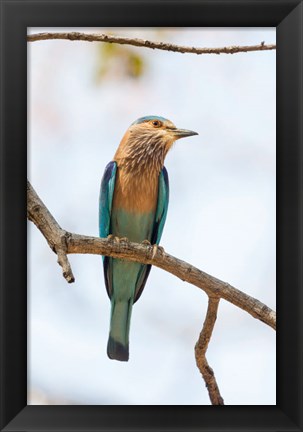 Framed India, Madhya Pradesh, Bandhavgarh National Park An Indian Roller Posing On A Tree Branch Print