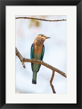 Framed India, Madhya Pradesh, Bandhavgarh National Park An Indian Roller Posing On A Tree Branch Print