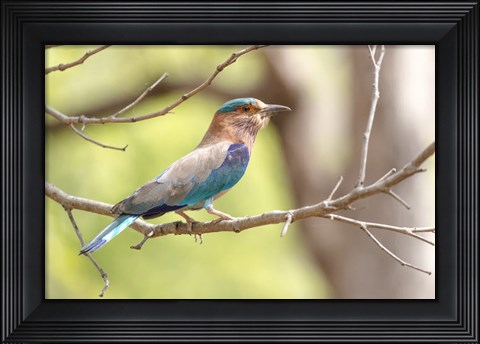 Framed India, Madhya Pradesh, Bandhavgarh National Park Portrait Of An Indian Roller Print