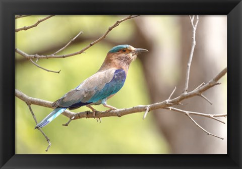 Framed India, Madhya Pradesh, Bandhavgarh National Park Portrait Of An Indian Roller Print