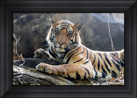 Framed India, Madhya Pradesh, Bandhavgarh National Park A Young Bengal Tiger Resting On A Cool Rock Print