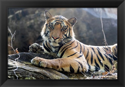 Framed India, Madhya Pradesh, Bandhavgarh National Park A Young Bengal Tiger Resting On A Cool Rock Print