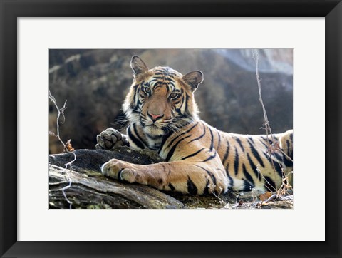 Framed India, Madhya Pradesh, Bandhavgarh National Park A Young Bengal Tiger Resting On A Cool Rock Print