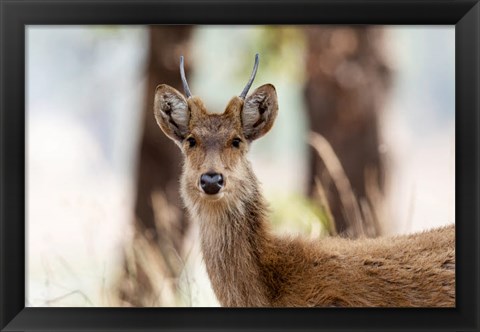 Framed India, Madhya Pradesh, Kanha National Park Headshot Of A Young Male Barasingha Print