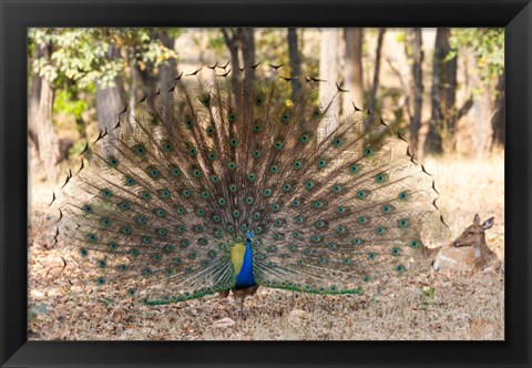 Framed India, Madhya Pradesh, Kanha National Park A Male Indian Peafowl Displays His Brilliant Feathers Print