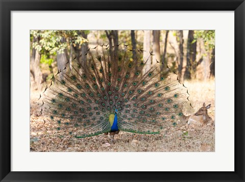 Framed India, Madhya Pradesh, Kanha National Park A Male Indian Peafowl Displays His Brilliant Feathers Print