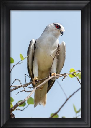Framed India, Madhya Pradesh, Kanha National Park Portrait Of A Black-Winged Kite On A Branch Print