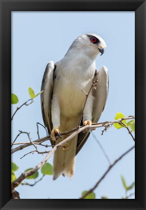 Framed India, Madhya Pradesh, Kanha National Park Portrait Of A Black-Winged Kite On A Branch Print