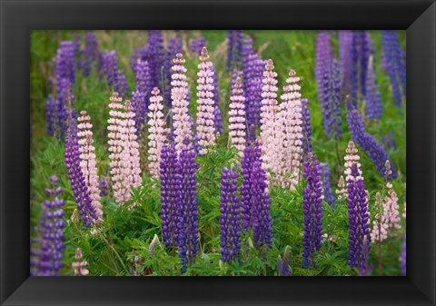 Framed New Zealand, South Island Lupine Flower Scenic Print