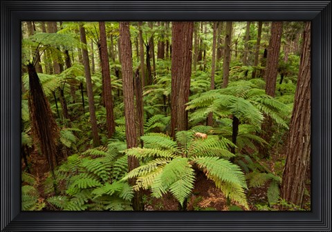 Framed Redwoods Treewalk At The Redwoods, Rotorua, North Island, New Zealand Print