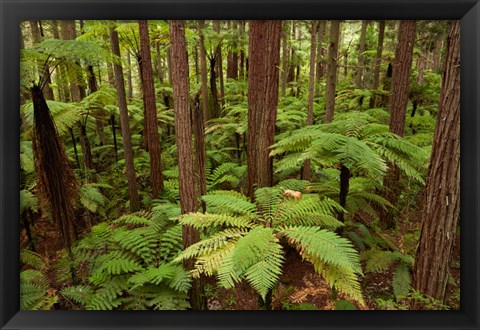 Framed Redwoods Treewalk At The Redwoods, Rotorua, North Island, New Zealand Print