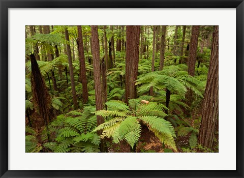 Framed Redwoods Treewalk At The Redwoods, Rotorua, North Island, New Zealand Print